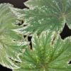 Begonia ludwigii, pianta da interno