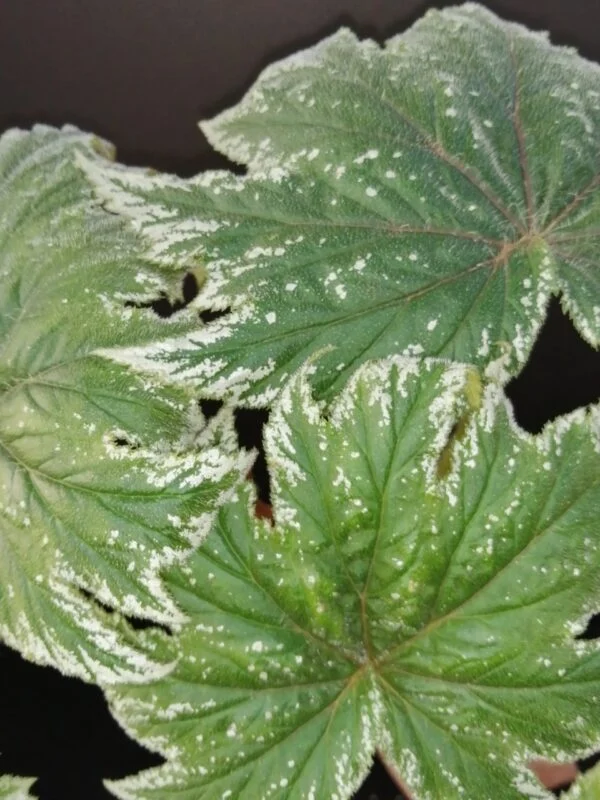 Begonia ludwigii, pianta da interno