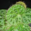 Begonia nahangensis, pianta da interno