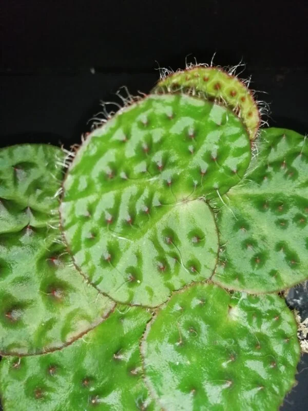 Begonia nahangensis, pianta da interno