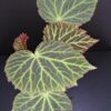Begonia chloroneura, pianta da interno