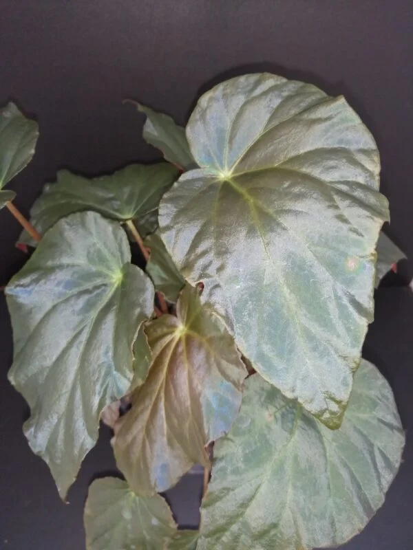 Begonia pavonina, pianta da interno