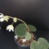 Begonia bullatifolia, pianta da interno