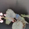 Begonia Taconite, pianta da interno