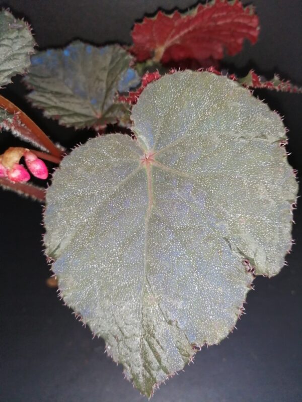 Begonia Taconite, foto 4