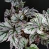 Begonia 'Benitochiba', pianta da interno
