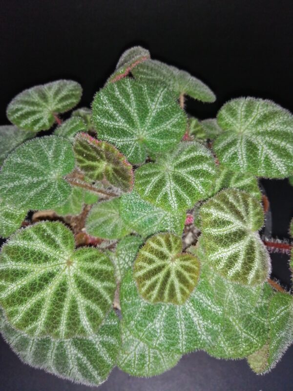 Begonia ningmingensis var. bella, pianta da interno