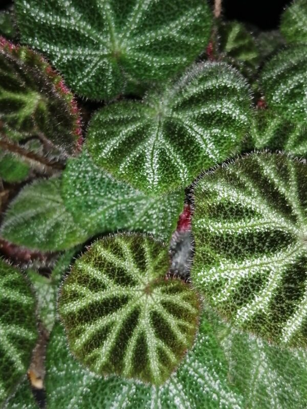 Begonia ningmingensis var. bella, foto 2
