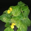 Begonia prismatocarpa, pianta da interno