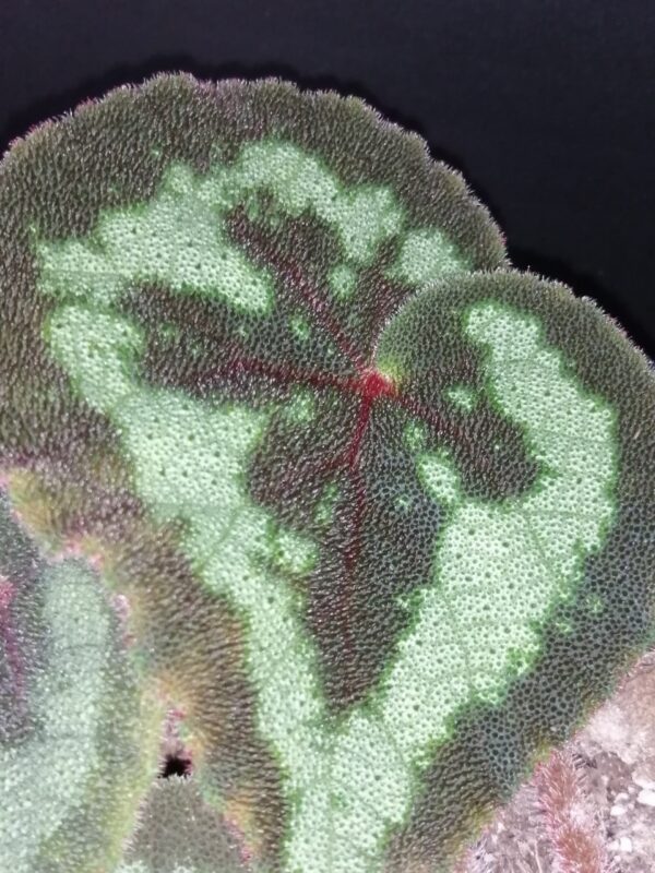 Begonia picturata, foto 3