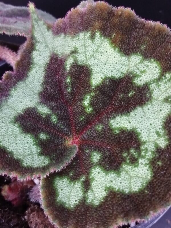 Begonia picturata, foto 2