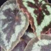 Begonia picturata, pianta da interno