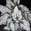 Begonia Coco, pianta da interno
