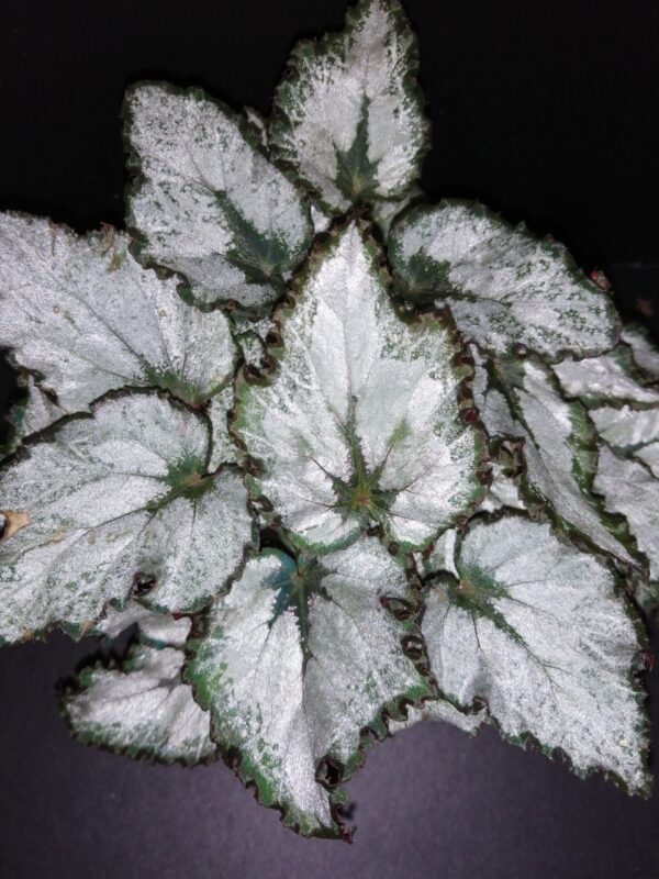 Begonia Coco, pianta da interno