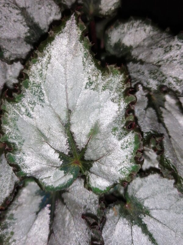 Begonia Coco, foto 2