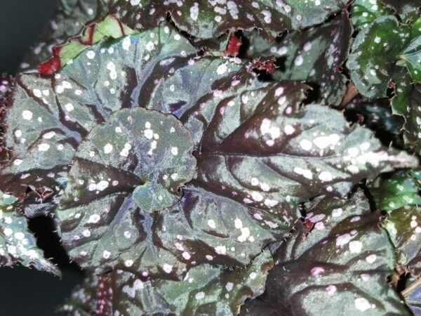 Hoya puber ex Hoya picta, foto 20