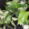 Pothos aurea Marble Queen, Epipremnum, Scindapsus Marble Queen (Copia), pianta da interno