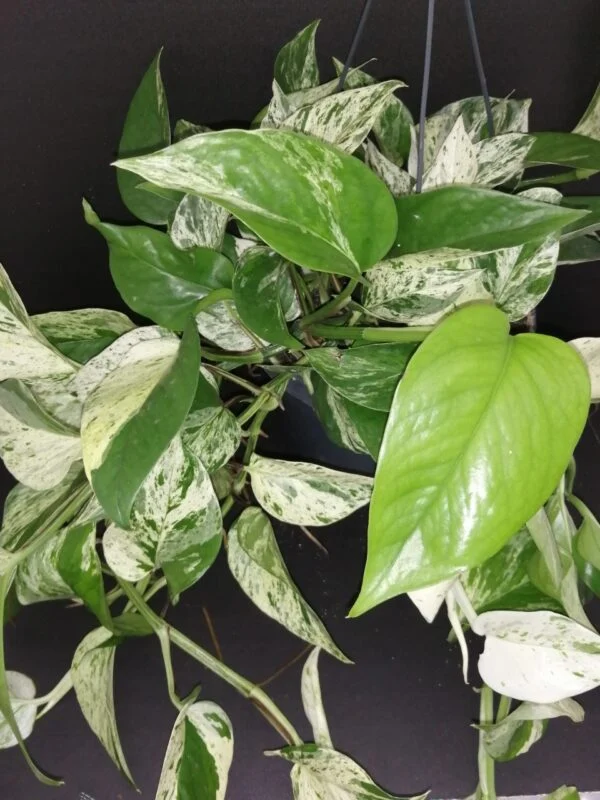 Pothos aurea Marble Queen, Epipremnum, Scindapsus Marble Queen (Copia), pianta da interno
