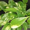 Pothos aureus, Scindapsus aureus, Epipremnum aureum, pianta da interno