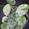 Hoya puber ex Hoya picta, foto 23