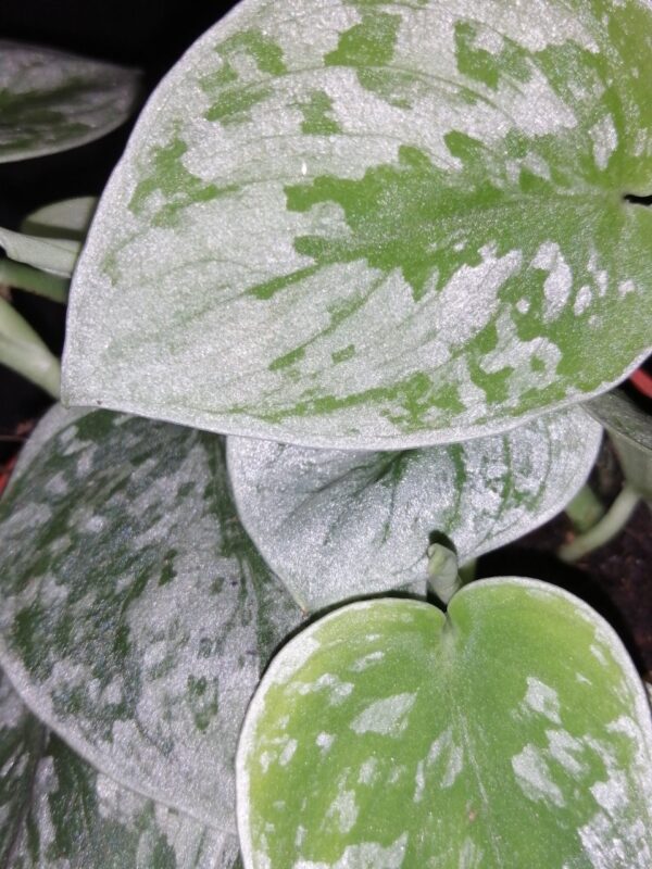 Hoya puber ex Hoya picta, foto 24