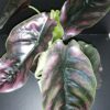 Alocasia azlanii, pianta da interno