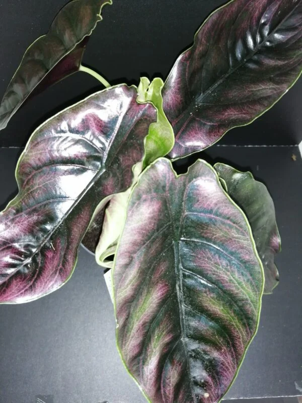 Alocasia azlanii, pianta da interno