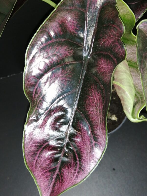 Alocasia azlanii, foto 4