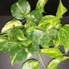Hoya puber ex Hoya picta, foto 68