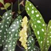 Hoya puber ex Hoya picta, foto 32