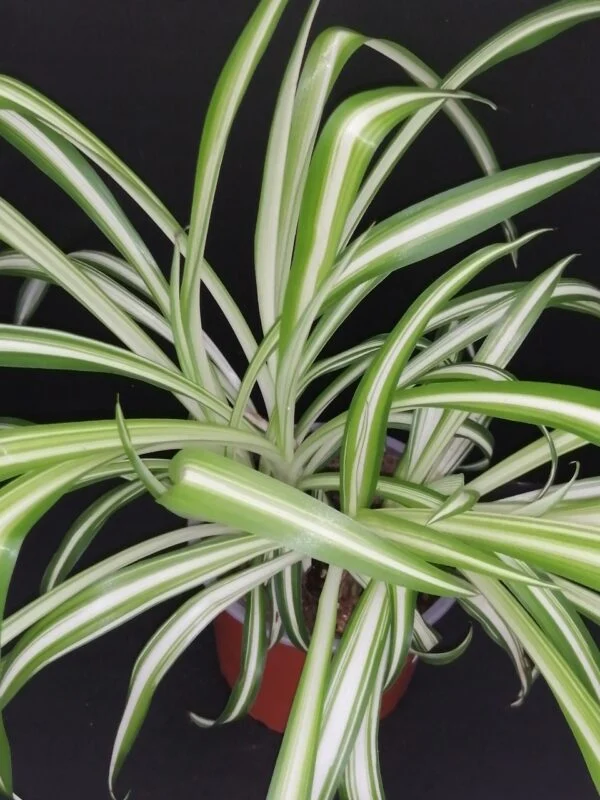 Clorophytum comosum Variegatum, Falangio, pianta per orto e cucina
