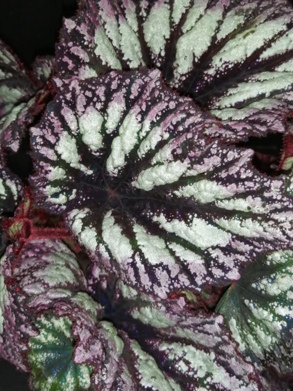 Hoya puber ex Hoya picta, foto 39