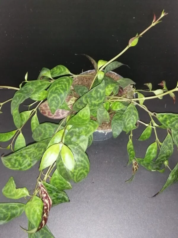 Hoya puber ex Hoya picta, foto 41