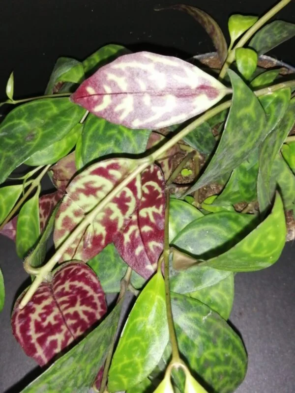 Hoya puber ex Hoya picta, foto 43