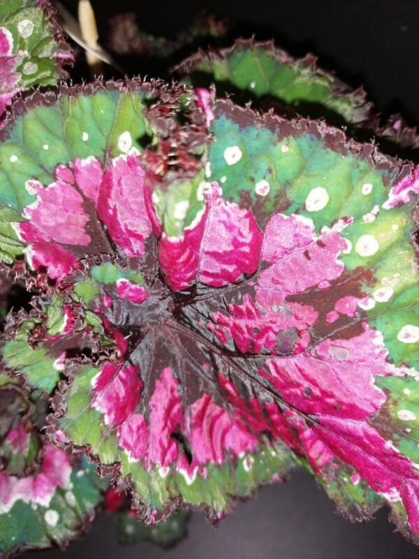 Hoya puber ex Hoya picta, foto 53