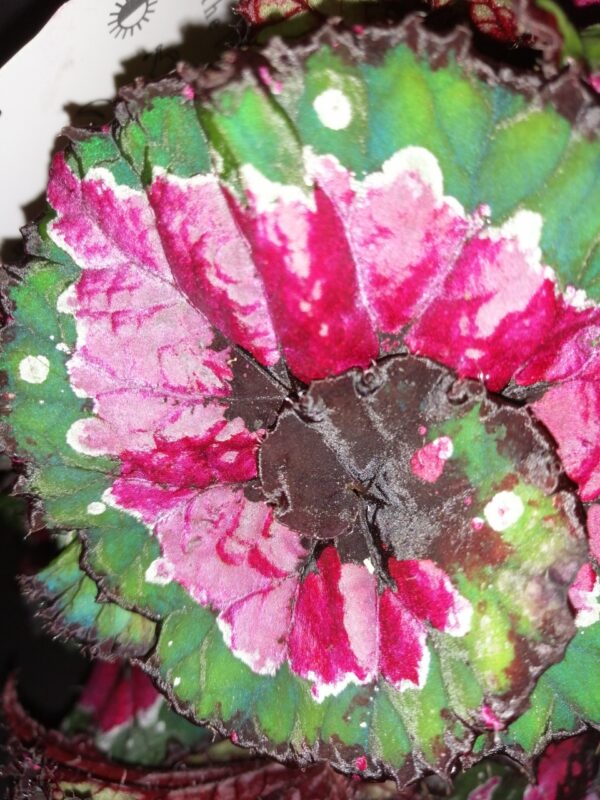 Hoya puber ex Hoya picta, foto 54