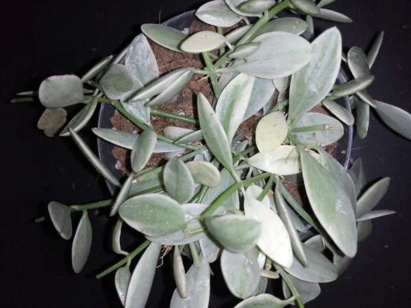 Hoya puber ex Hoya picta, foto 55