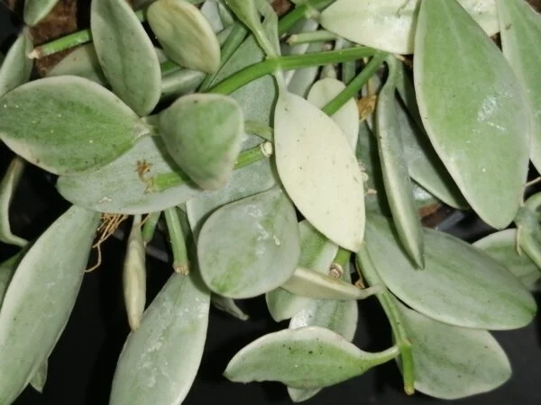 Hoya puber ex Hoya picta, foto 71