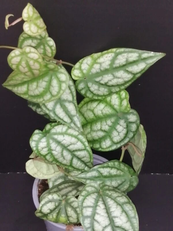 Hoya puber ex Hoya picta, foto 56