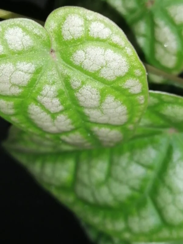 Hoya puber ex Hoya picta, foto 57