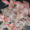 Fittonia Grey Sensation, pianta da interno