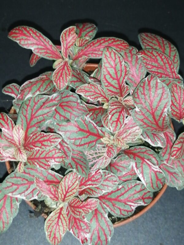 Fittonia Grey Sensation, pianta da interno