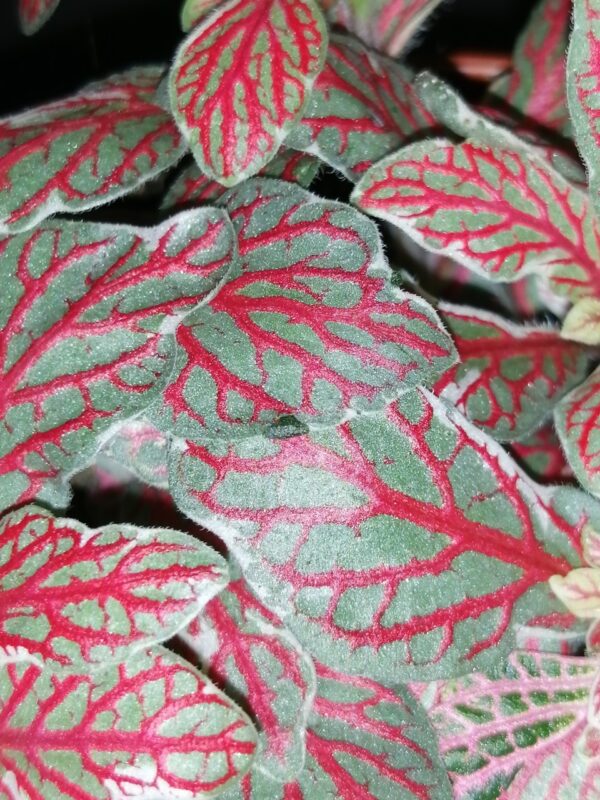 Fittonia Grey Sensation, foto 2
