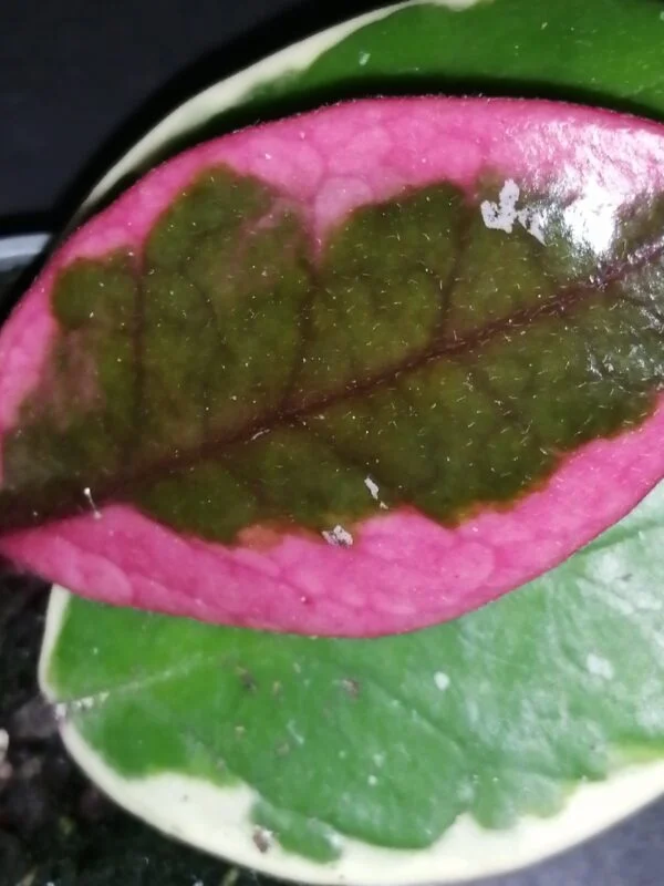 Hoya Flamingo Dream, foto 2