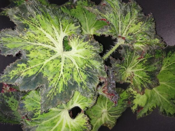 Begonia Amber Love, foto 7