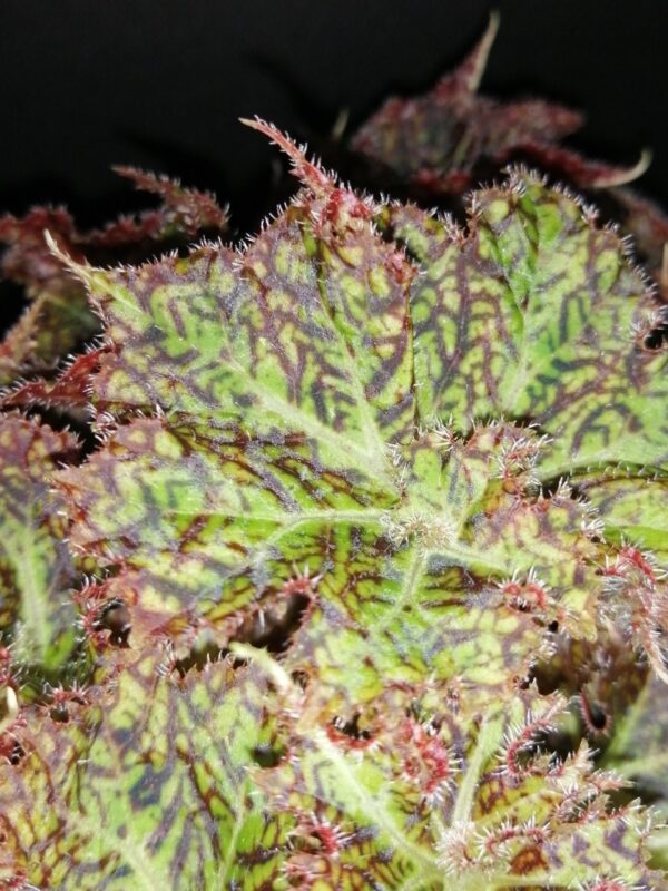 Begonia Olga, foto 2