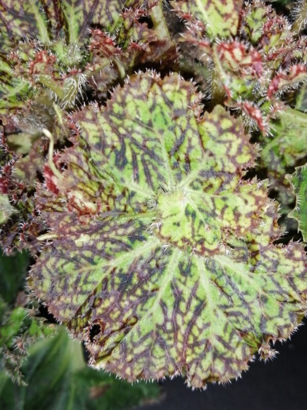 Begonia Olga, foto 3