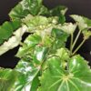 Begonia Essie Hunt, pianta da interno
