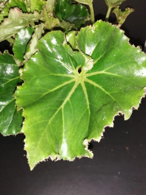 Begonia Essie Hunt, foto 2