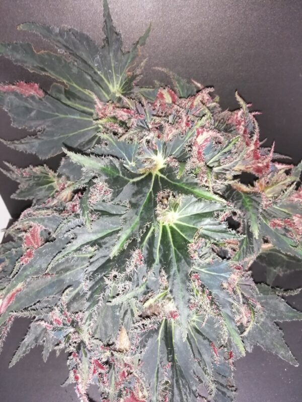 Begonia Break Dance, pianta da interno